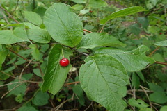 Lonicera glehnii