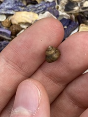 Cantharidella picturata