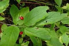 Lonicera glehnii