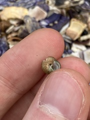 Cantharidella picturata