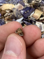 Cantharidella picturata