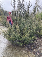 Leptospermum lanigerum