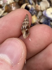 Austrodrillia angasi