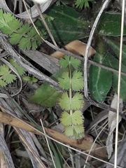 Anisotome aromatica