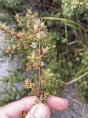 Leptospermum lanigerum