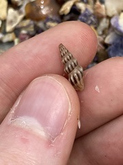 Austrodrillia angasi