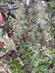 Leptospermum lanigerum