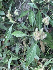 Lepidagathis formosensis