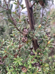 Leptospermum lanigerum