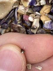 Phasianotrochus eximius