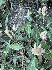 Lepidagathis formosensis