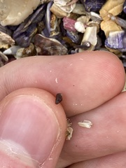 Phasianotrochus eximius