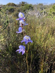 Disa purpurascens