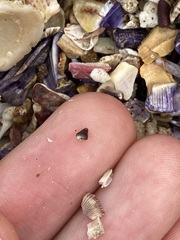 Phasianotrochus eximius