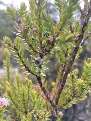 Melaleuca squamea