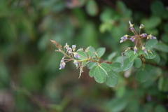 Desmodieae