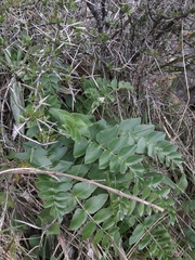 Gingidia montana
