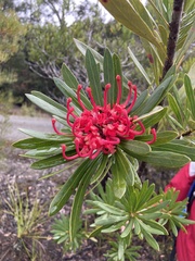 Telopea truncata