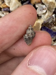 Phycothais reticulata