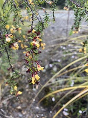 Pultenaea juniperina
