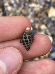 Tenguella marginalba