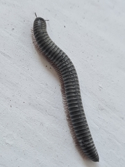 Myriapoda