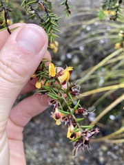 Pultenaea juniperina