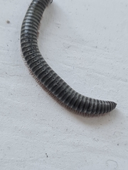 Myriapoda