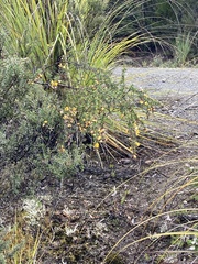 Pultenaea juniperina