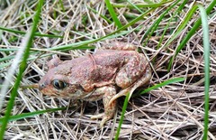 Pelobates vespertinus