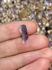 Ischnochiton australis