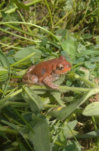 Pallas' Spadefoot, Старый Сундырь, Чувашская Респ., Россия, photo 7 of 10