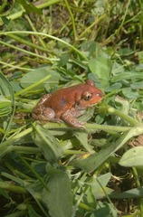 Pelobates vespertinus