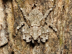 Stephanopis altifrons