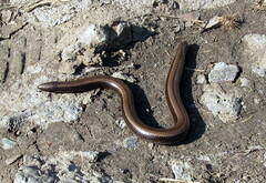 Anguis colchica