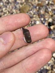 Ischnochiton australis