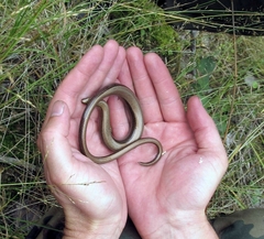 Anguis colchica
