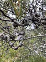 Hakea epiglottis