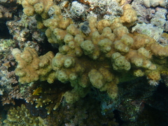 Echinopora hirsutissima