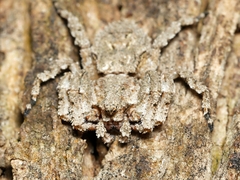 Stephanopis altifrons