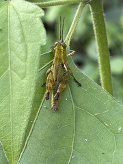 Xenocatantops brachycerus