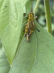 Xenocatantops brachycerus