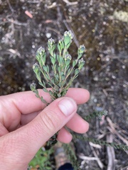 Comesperma retusum