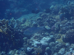 Monotaxis grandoculis