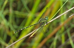 Austrogomphus ochraceus