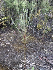 Comesperma retusum