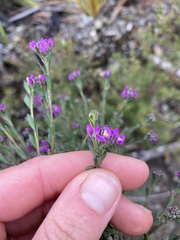 Comesperma retusum