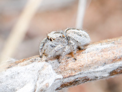 Pseudomogrus vittatus