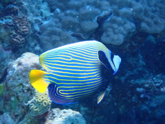 Pomacanthus imperator