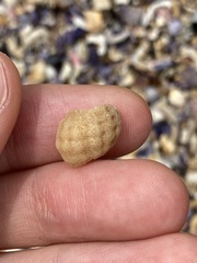 Agnewia tritoniformis